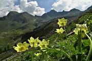 31 Fiori di pulsatilla alpina sulfurea 